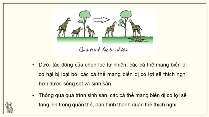 Giáo án điện tử KHTN 9 chân trời - Phân môn Sinh học Bài 46: Khái niệm về tiến hóa và các hình thức chọn lọc