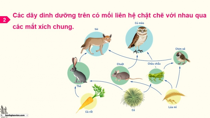 Giáo án điện tử Sinh học 12 kết nối Bài 29: Trao đổi vật chất và chuyển hoá năng lượng trong hệ sinh thái