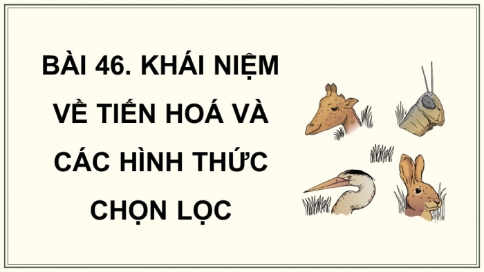 Giáo án điện tử KHTN 9 chân trời - Phân môn Sinh học Bài 46: Khái niệm về tiến hóa và các hình thức chọn lọc