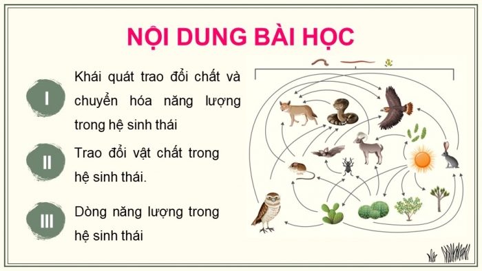 Giáo án điện tử Sinh học 12 kết nối Bài 29: Trao đổi vật chất và chuyển hoá năng lượng trong hệ sinh thái