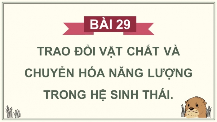 Giáo án điện tử Sinh học 12 kết nối Bài 29: Trao đổi vật chất và chuyển hoá năng lượng trong hệ sinh thái