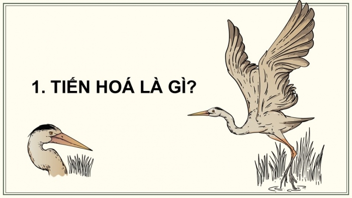 Giáo án điện tử KHTN 9 chân trời - Phân môn Sinh học Bài 46: Khái niệm về tiến hóa và các hình thức chọn lọc