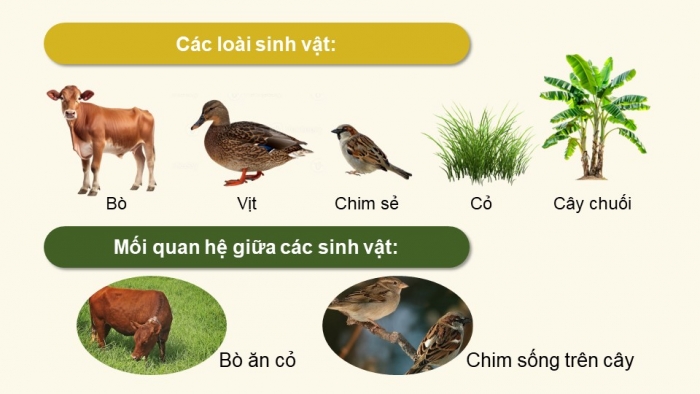 Giáo án điện tử Sinh học 12 kết nối Bài 26: Quần xã sinh vật