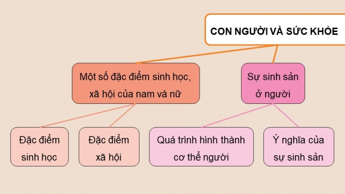 Giáo án điện tử Khoa học 5 chân trời Bài 27: Ôn tập chủ đề Con người và sức khỏe