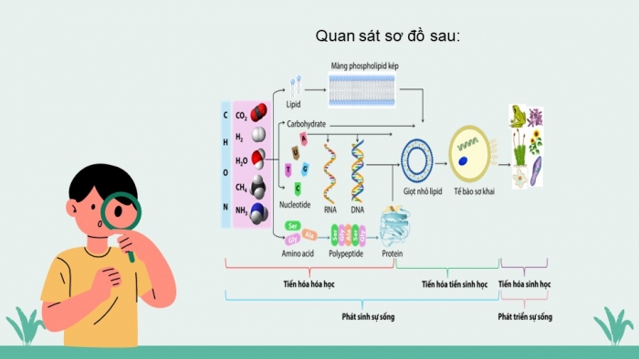 Giáo án điện tử KHTN 9 chân trời - Phân môn Sinh học Bài 48: Phát sinh và phát triển của sự sống trên Trái Đất