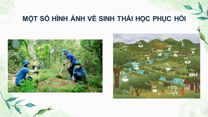 Giáo án điện tử Sinh học 12 kết nối Bài 33: Sinh thái học phục hồi và bảo tồn đa dạng sinh vật