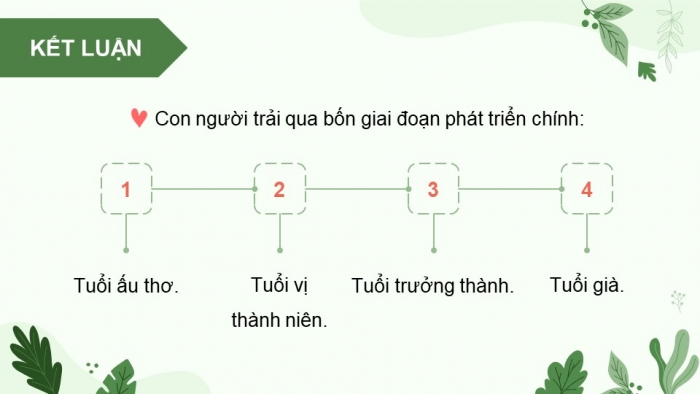 Giáo án điện tử Khoa học 5 chân trời Bài 24: Các giai đoạn phát triển của con người