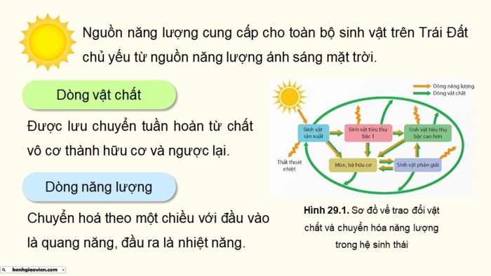 Giáo án điện tử Sinh học 12 kết nối Bài 29: Trao đổi vật chất và chuyển hoá năng lượng trong hệ sinh thái