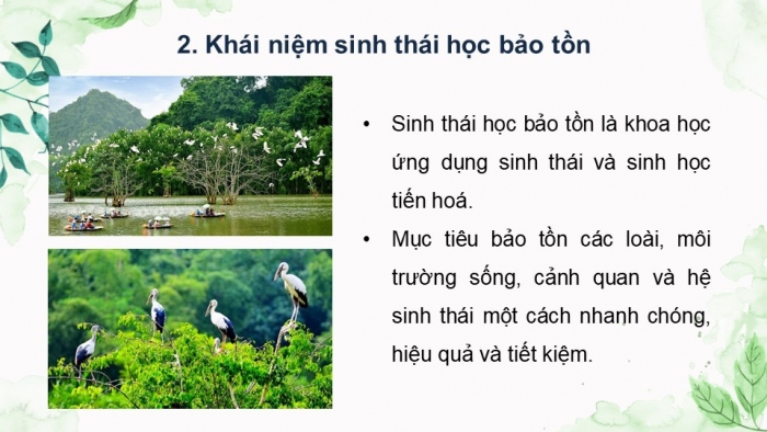 Giáo án điện tử Sinh học 12 kết nối Bài 33: Sinh thái học phục hồi và bảo tồn đa dạng sinh vật