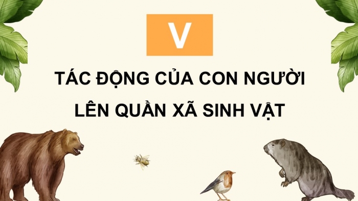 Giáo án điện tử Sinh học 12 chân trời Bài 23: Quần xã sinh vật (P2)