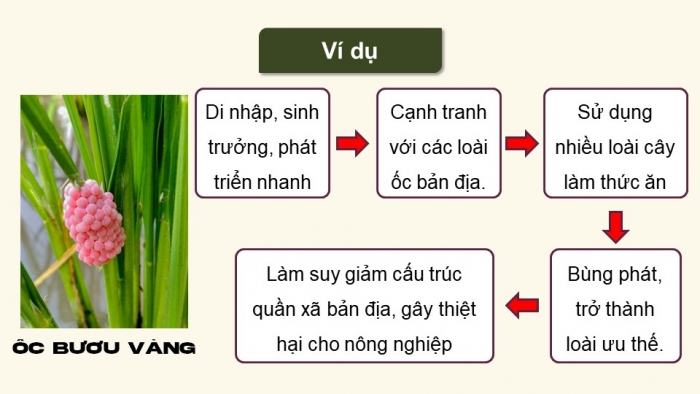 Giáo án điện tử Sinh học 12 cánh diều Bài 22: Sinh thái học quần xã (P2)