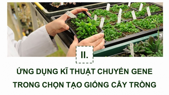 Giáo án điện tử chuyên đề Công nghệ trồng trọt 10 kết nối Bài 2: Một số ứng dụng công nghệ sinh học trong chọn tạo giống cây trồng