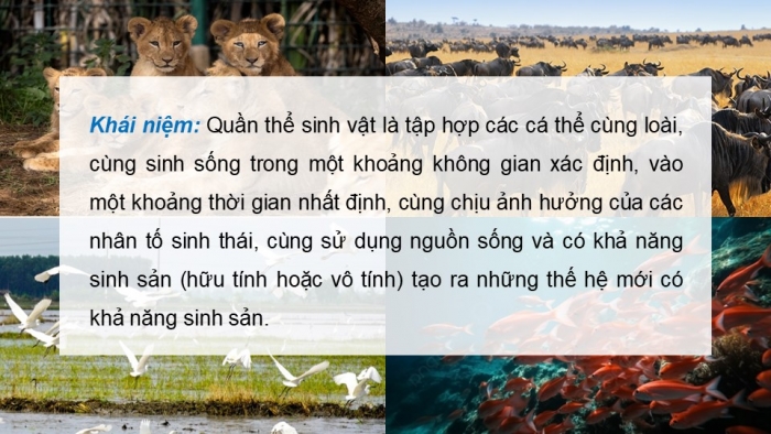 Giáo án điện tử Sinh học 12 chân trời Bài 21: Quần thể sinh vật