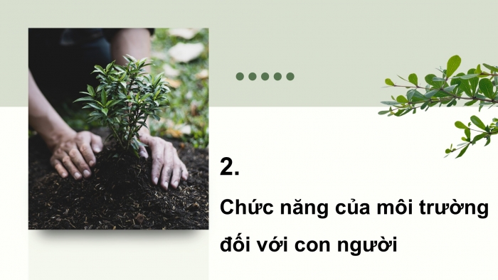 Giáo án điện tử Khoa học 5 cánh diều Bài 19: Chức năng của môi trường đối với sinh vật