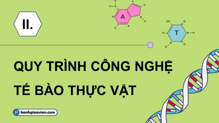 Giáo án điện tử chuyên đề Sinh học 10 kết nối Bài 1: Công nghệ tế bào thực vật và thành tựu