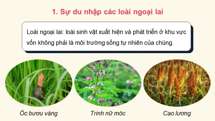 Giáo án điện tử Sinh học 12 chân trời Bài 23: Quần xã sinh vật (P2)