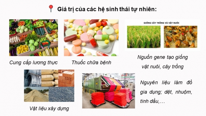 Giáo án điện tử Sinh học 12 chân trời Bài 27: Sinh thái học phục hồi và bảo tồn