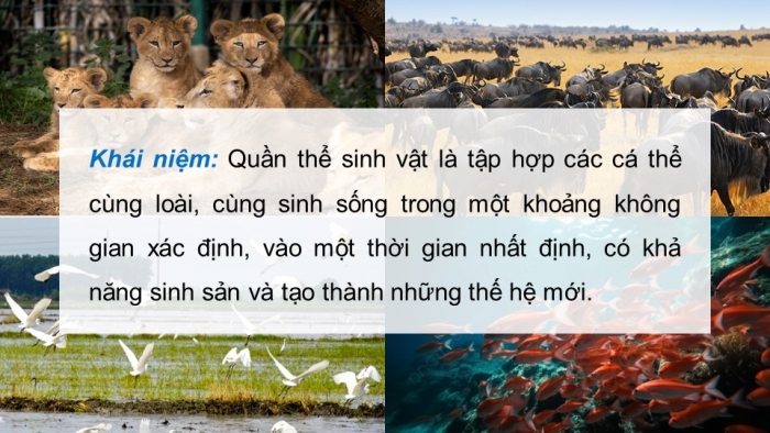 Giáo án điện tử Sinh học 12 cánh diều Bài 21: Sinh thái học quần thể