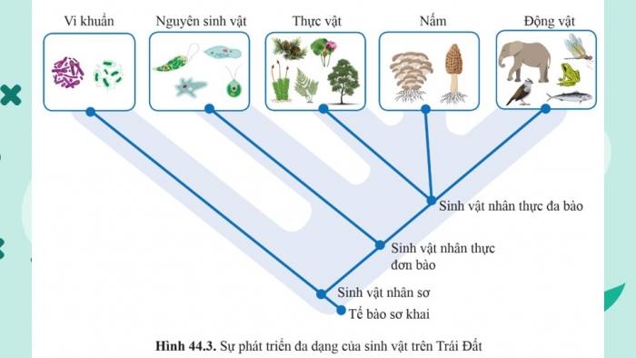 Giáo án điện tử KHTN 9 cánh diều - Phân môn Sinh học Bài 44: Sự phát sinh và phát triển sự sống trên Trái Đất