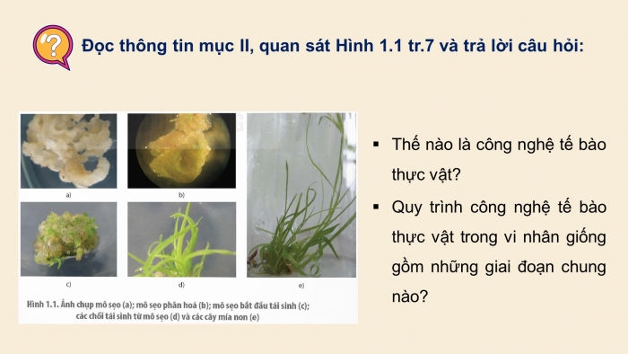 Giáo án điện tử chuyên đề Sinh học 10 kết nối Bài 1: Công nghệ tế bào thực vật và thành tựu