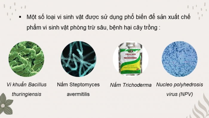 Giáo án điện tử chuyên đề Công nghệ trồng trọt 10 kết nối Bài 4: Một số ứng dụng công nghệ sinh học trong bảo vệ thực vật