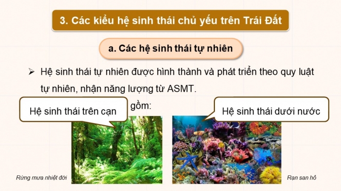 Giáo án điện tử Sinh học 12 chân trời Bài 25: Hệ sinh thái