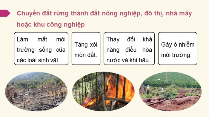 Giáo án điện tử Sinh học 12 cánh diều Bài 22: Sinh thái học quần xã (P2)