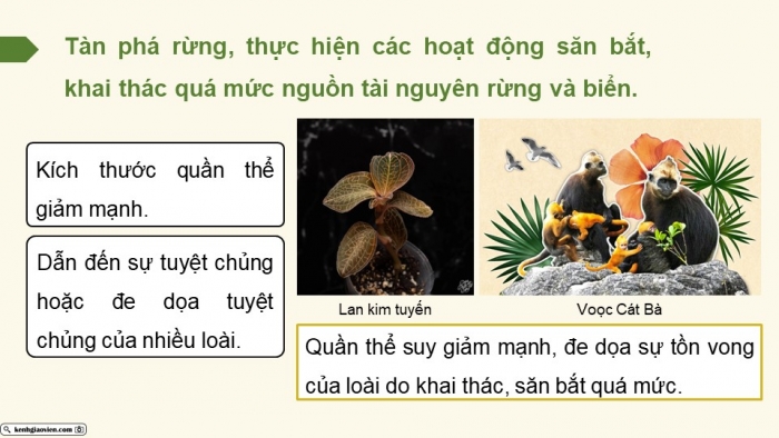 Giáo án điện tử Sinh học 12 cánh diều Bài 22: Sinh thái học quần xã (P2)