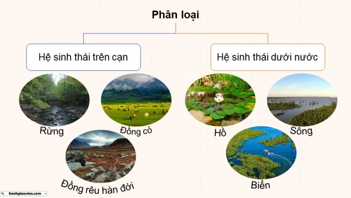 Giáo án điện tử Sinh học 12 cánh diều Bài 23: Hệ sinh thái