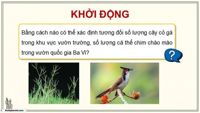 Giáo án điện tử Sinh học 12 chân trời Bài 22: Thực hành Xác định một số đặc trưng cơ bản của quần thể sinh vật