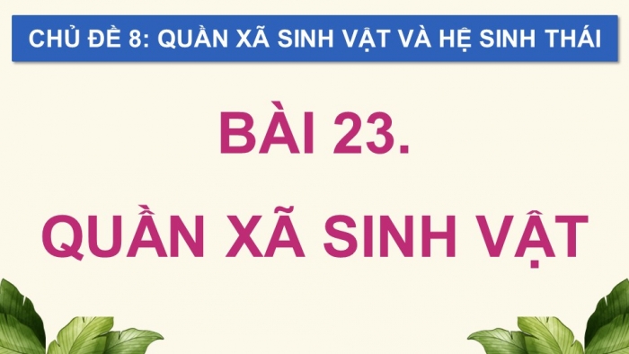 Giáo án điện tử Sinh học 12 chân trời Bài 23: Quần xã sinh vật (P2)