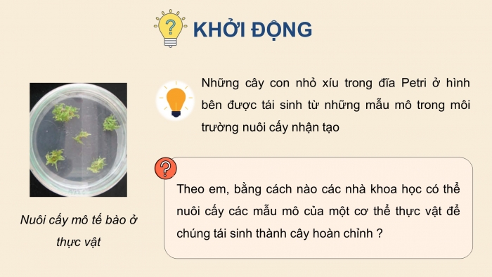 Giáo án điện tử chuyên đề Sinh học 10 kết nối Bài 1: Công nghệ tế bào thực vật và thành tựu