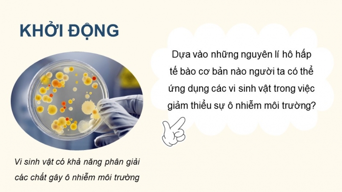 Giáo án điện tử chuyên đề Sinh học 10 kết nối Bài 10: Vi sinh vật trong phân giải các hợp chất làm ô nhiễm môi trường