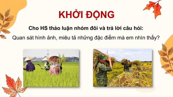 Giáo án PPT dạy thêm Tiếng Việt 5 cánh diều Bài 11: Quang cảnh làng mạc ngày mùa, Tả phong cảnh (Cấu tạo của bài văn)