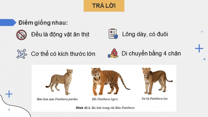 Giáo án điện tử KHTN 9 cánh diều - Phân môn Sinh học Bài 42: Giới thiệu về tiến hóa, chọn lọc nhân tạo và chọn lọc tự nhiên