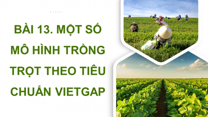 Giáo án điện tử chuyên đề Công nghệ trồng trọt 10 kết nối Bài 13: Một số mô hình trồng trọt theo tiêu chuẩn VietGAP