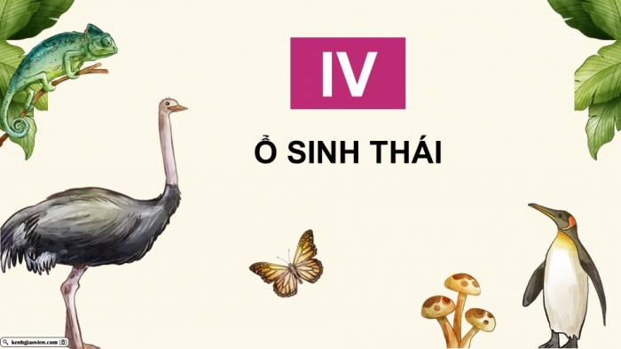 Giáo án điện tử Sinh học 12 chân trời Bài 23: Quần xã sinh vật (P2)