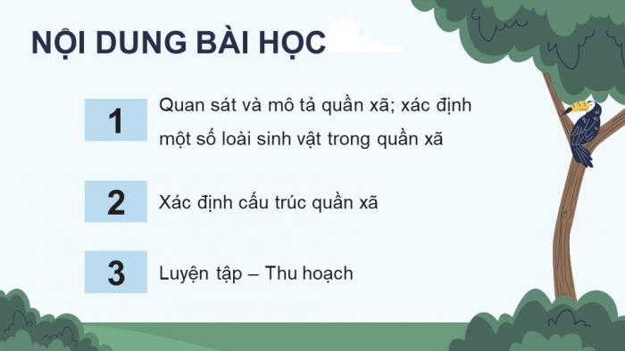 Giáo án điện tử Sinh học 12 chân trời Bài 24: Thực hành Tìm hiểu một số đặc trưng cơ bản của quần xã sinh vật trong tự nhiên