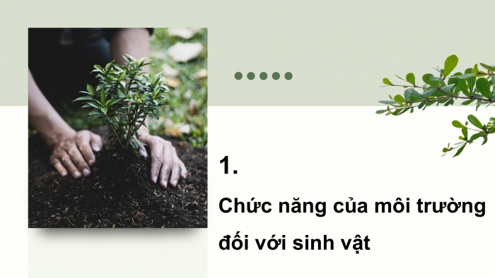 Giáo án điện tử Khoa học 5 cánh diều Bài 19: Chức năng của môi trường đối với sinh vật