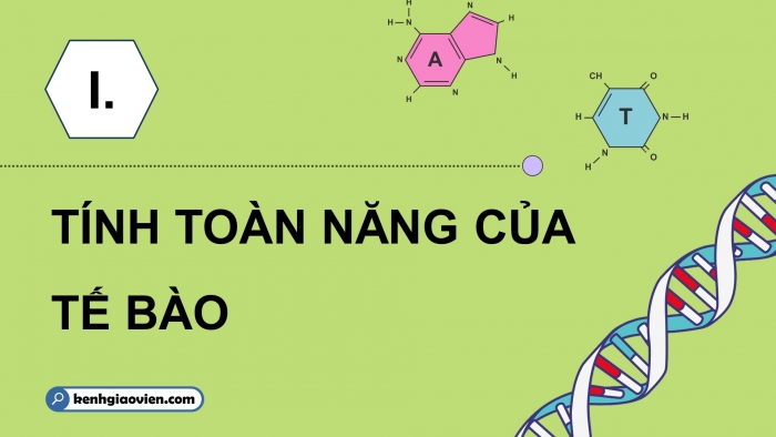 Giáo án điện tử chuyên đề Sinh học 10 kết nối Bài 1: Công nghệ tế bào thực vật và thành tựu