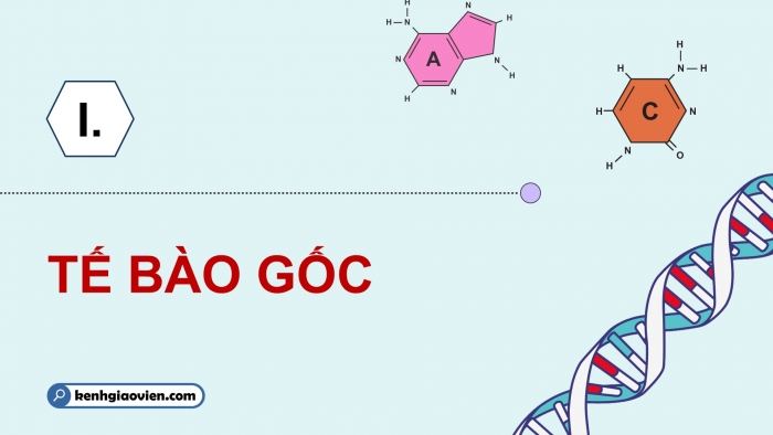 Giáo án điện tử chuyên đề Sinh học 10 kết nối Bài 2: Tế bào gốc và một số thành tựu