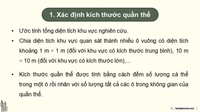 Giáo án điện tử Sinh học 12 chân trời Bài 22: Thực hành Xác định một số đặc trưng cơ bản của quần thể sinh vật