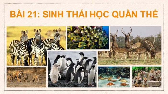 Giáo án điện tử Sinh học 12 cánh diều Bài 21: Sinh thái học quần thể