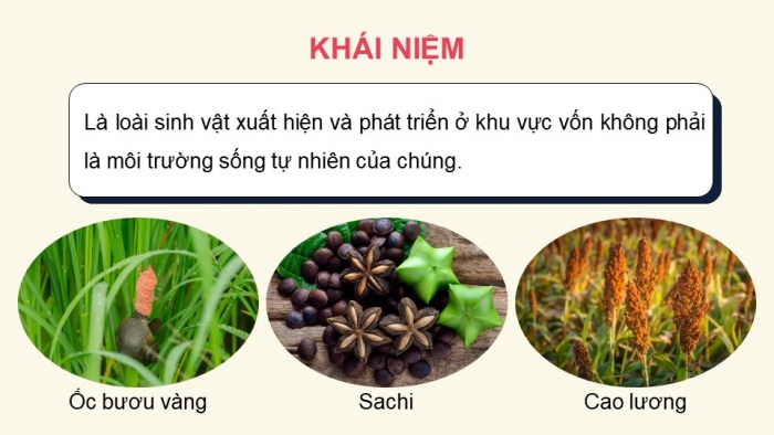 Giáo án điện tử Sinh học 12 cánh diều Bài 22: Sinh thái học quần xã (P2)