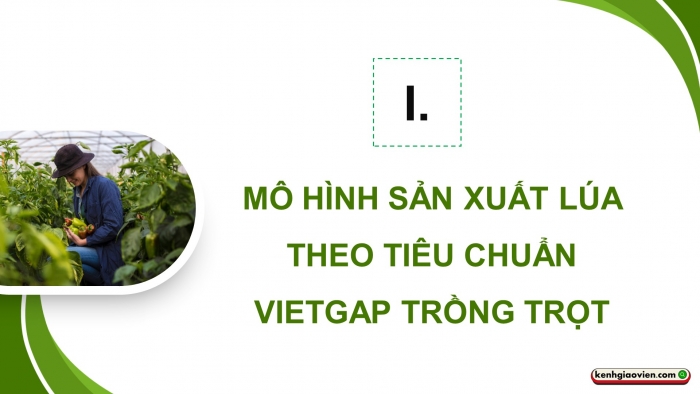 Giáo án điện tử chuyên đề Công nghệ trồng trọt 10 kết nối Bài 13: Một số mô hình trồng trọt theo tiêu chuẩn VietGAP