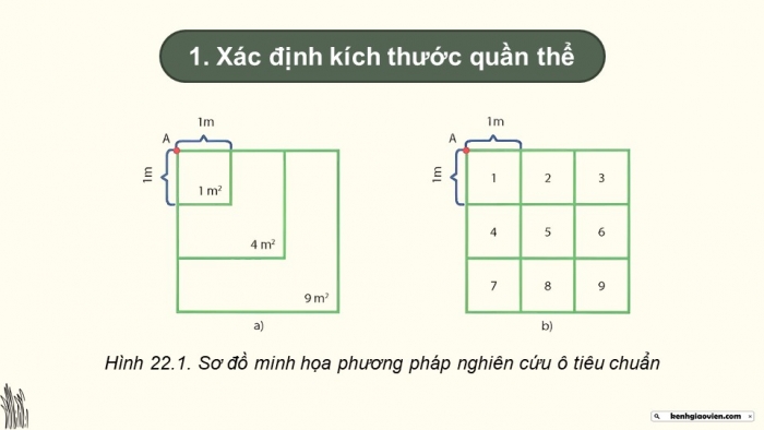 Giáo án điện tử Sinh học 12 chân trời Bài 22: Thực hành Xác định một số đặc trưng cơ bản của quần thể sinh vật