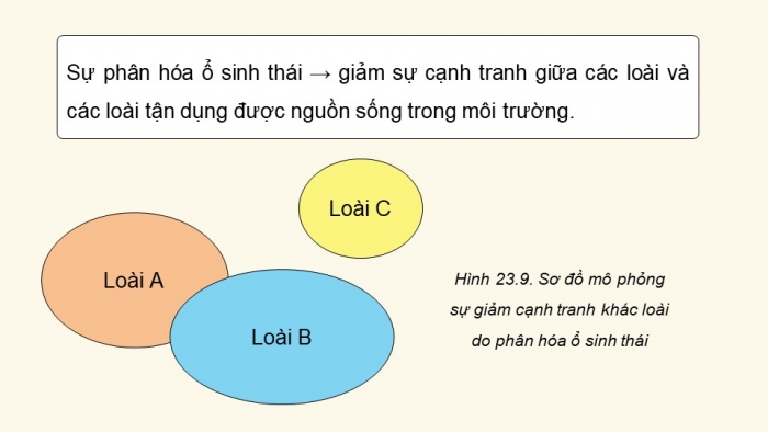 Giáo án điện tử Sinh học 12 chân trời Bài 23: Quần xã sinh vật (P2)