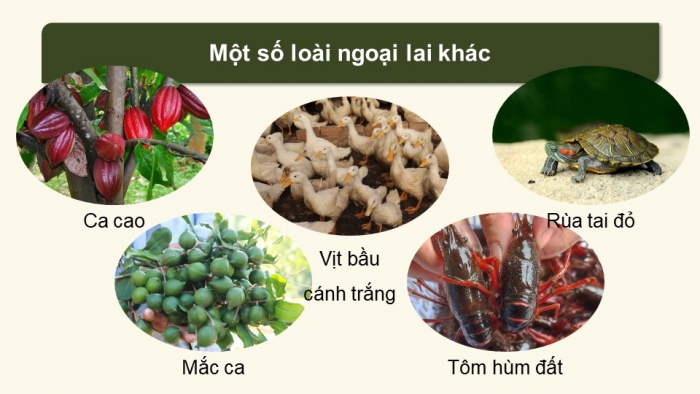 Giáo án điện tử Sinh học 12 cánh diều Bài 22: Sinh thái học quần xã (P2)