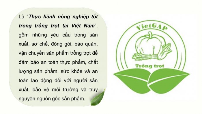 Giáo án điện tử chuyên đề Công nghệ trồng trọt 10 kết nối Bài 11: Giới thiệu về VietGAP trồng trọt