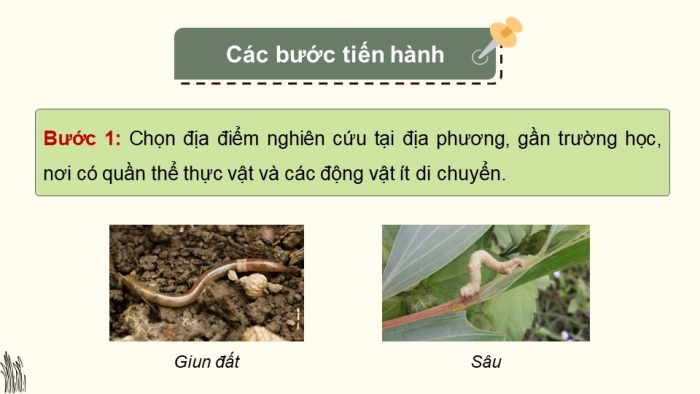 Giáo án điện tử Sinh học 12 chân trời Bài 22: Thực hành Xác định một số đặc trưng cơ bản của quần thể sinh vật